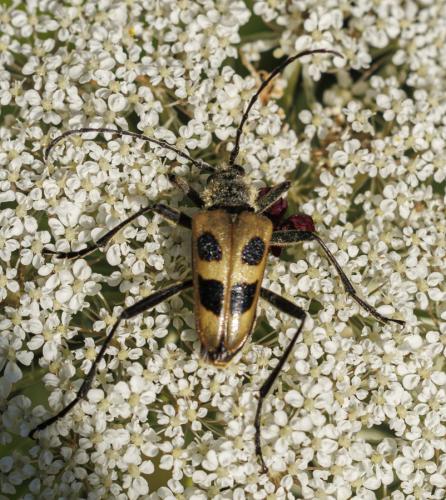 Réf. 347 309 : Pachyta quadrimaculata